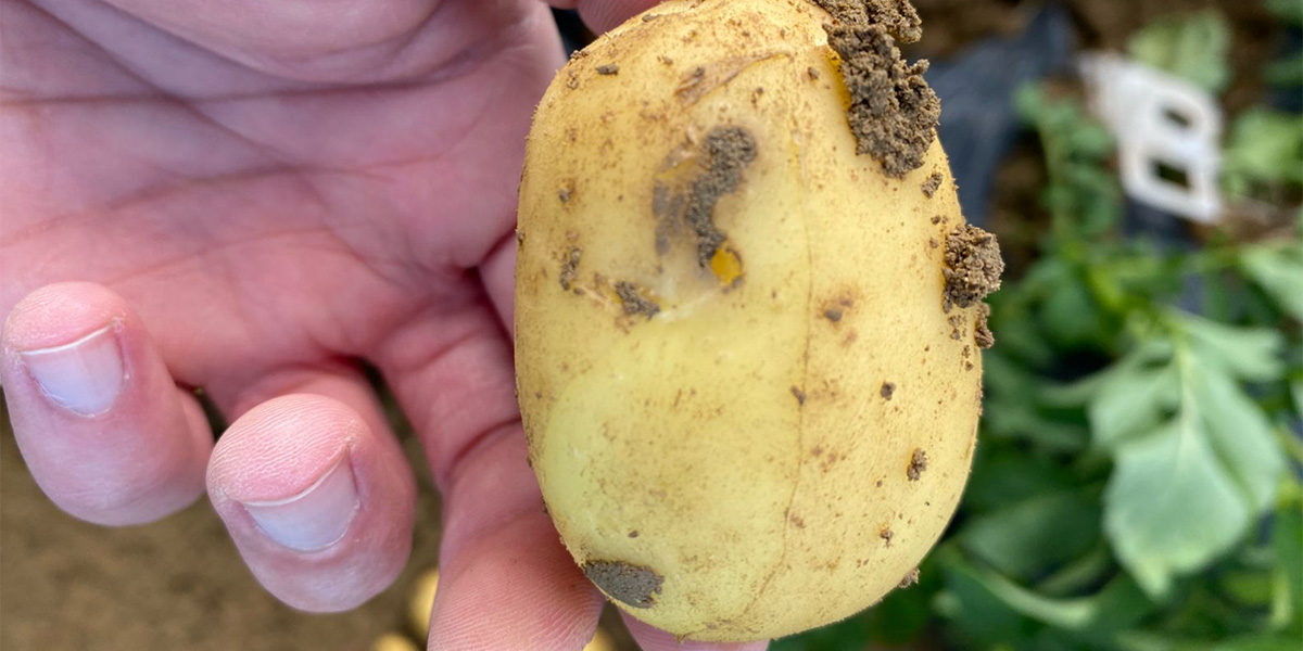 Patate sotto scacco del clima e degli elateridi? Arrivano i rinforzi